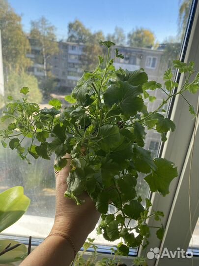 Пеларгония Ангел