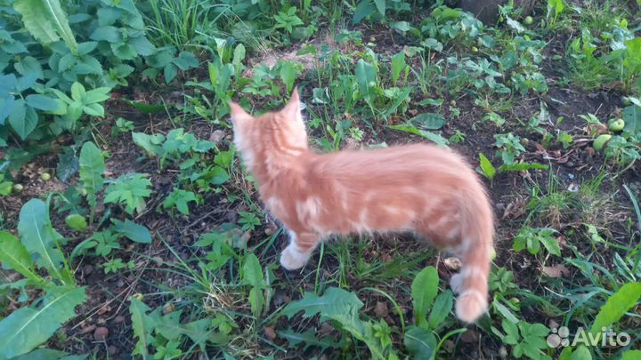Котята мейн-кун рыжие