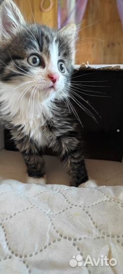 Котик в добрые руки бесплатно