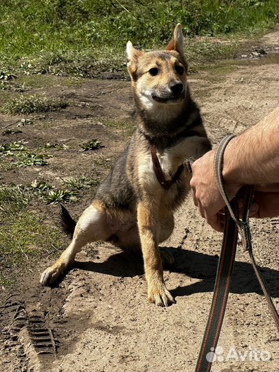 Щенок в добрые руки