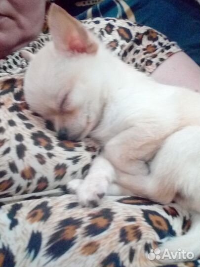 Мини чихуахуа длинник девочка