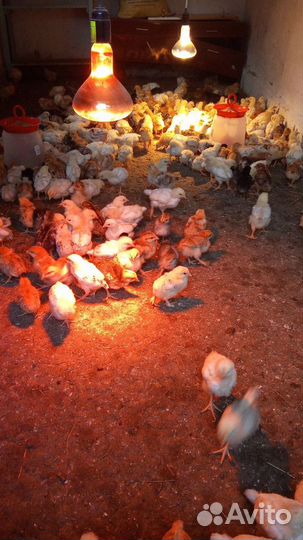 Домашние цыплята разных пород