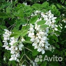 Белая акация саженцы