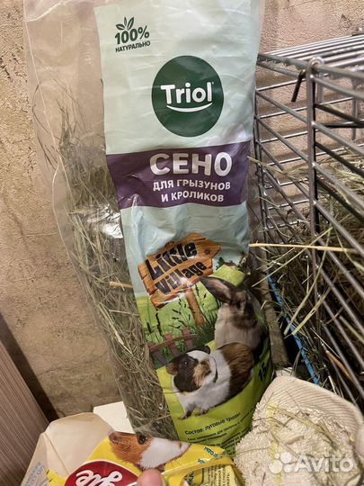 Морская свинка