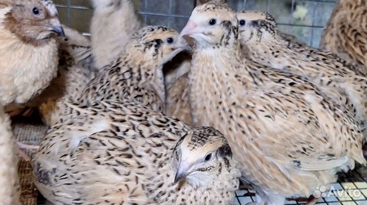 Перепела суточные