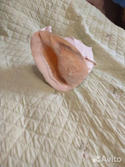 Большая морская раковина