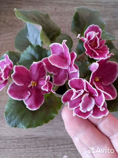 Комнатные растения цветы