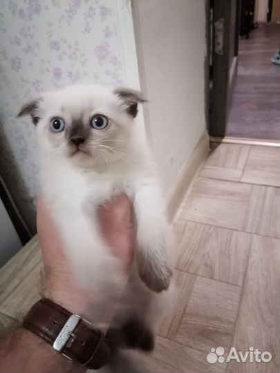 Вислоухая сиамка