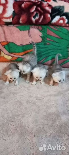 Британские котята