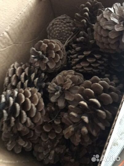 Шишки для декора