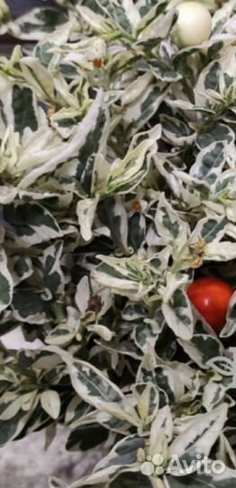 Паслен вариегатный