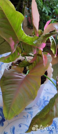 Аглаонемы и другие комнатные цветы