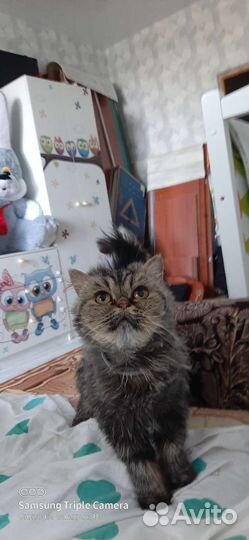 Перс экзотический