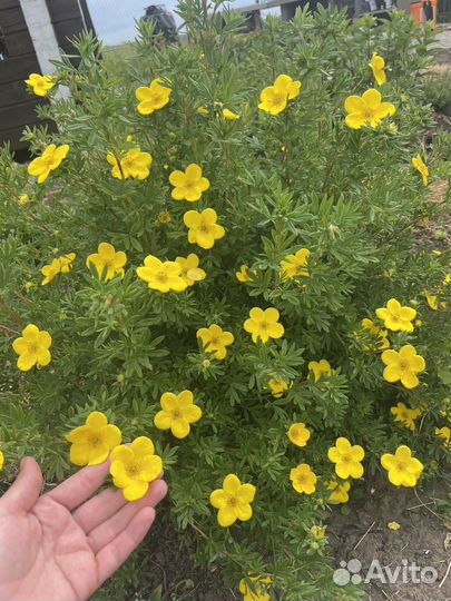 Спирея лапчатка пузыреплодник в р9