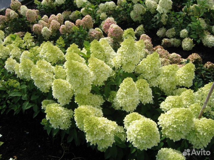 Гортензия метельчатая