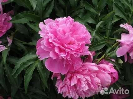 Пионы Спирея голдпринц Эстрагон