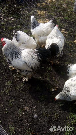 Брама Инкубационное яйцо, Петушки