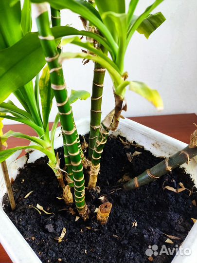 Пальма драцена