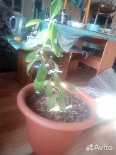 Долларовое дерево