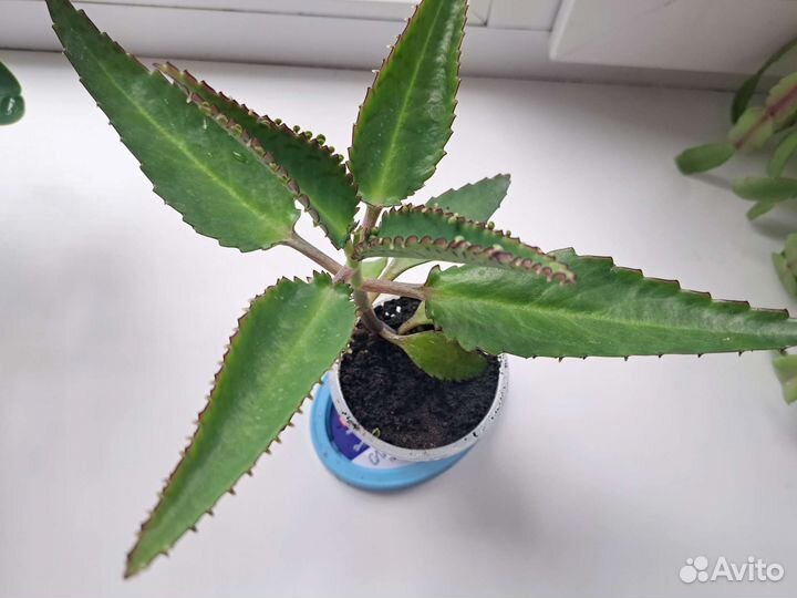 Каланхое лекарственный цветок 26 июня