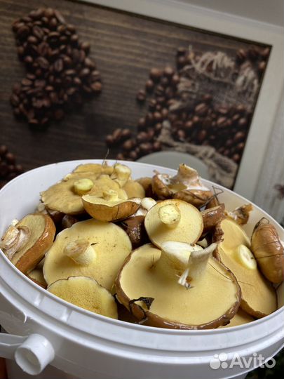 Свежие грибы маслята, рыжики и картошка