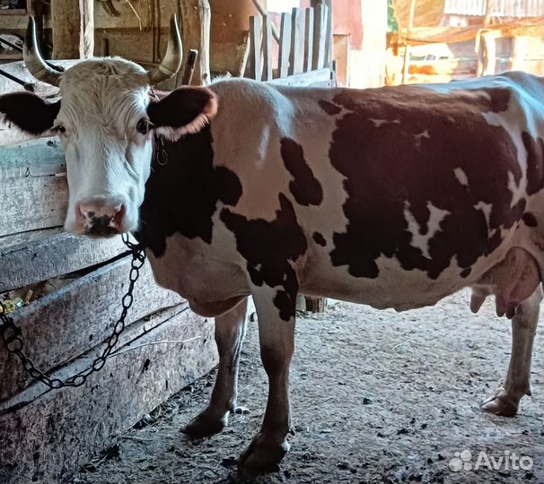 Корова дойная