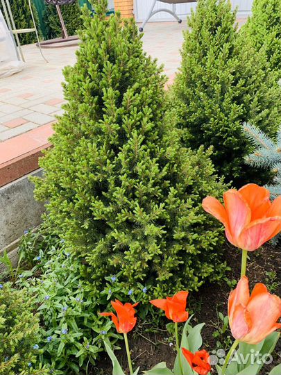 Ель канадская «Альберта Глоб»