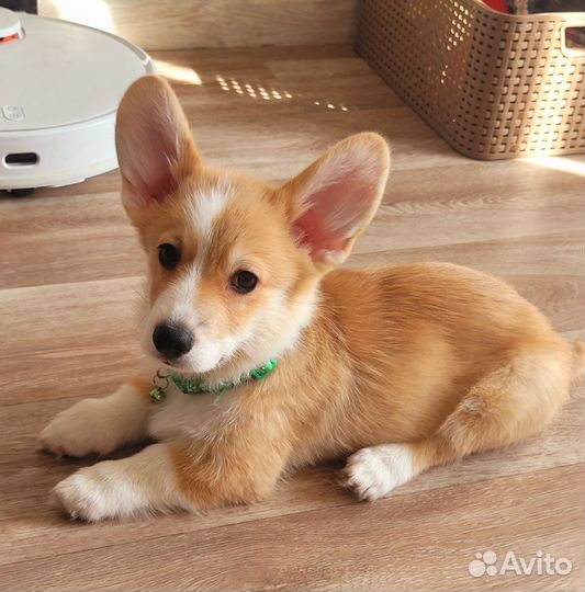 Вельш-корги щенки