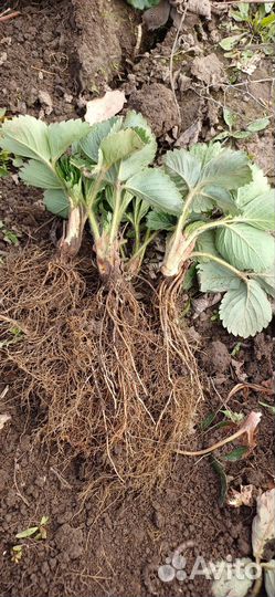 Рассада клубники Азия