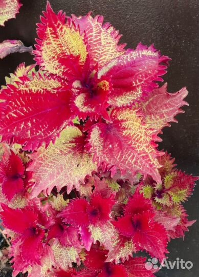 Колеусы сортовые