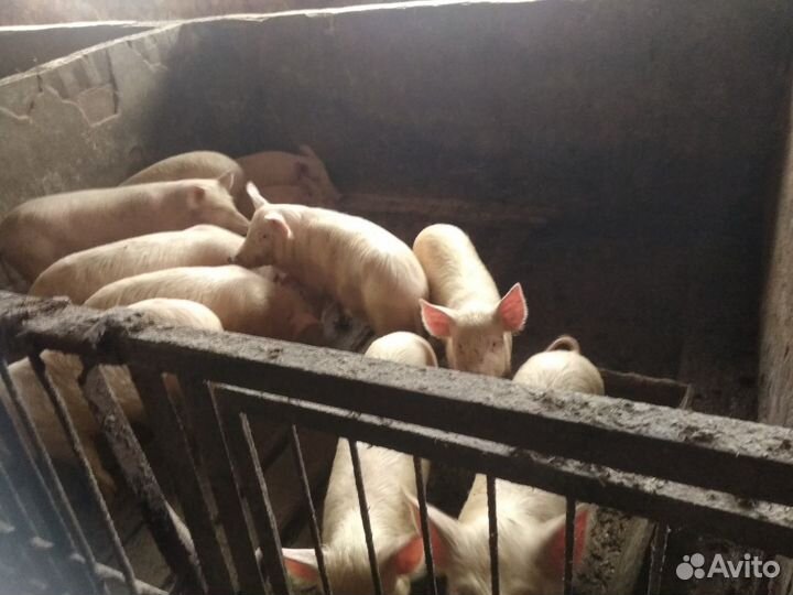 Поросята