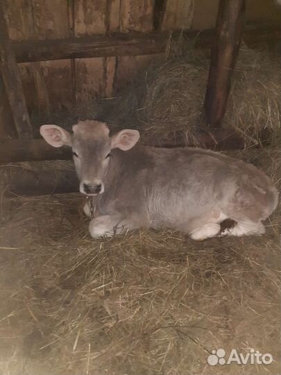 Бычек,тёлка