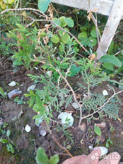 Туя брабант саженцы