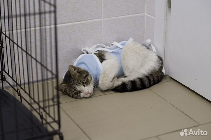 Муся (котёнок, 7-8 месяцев)