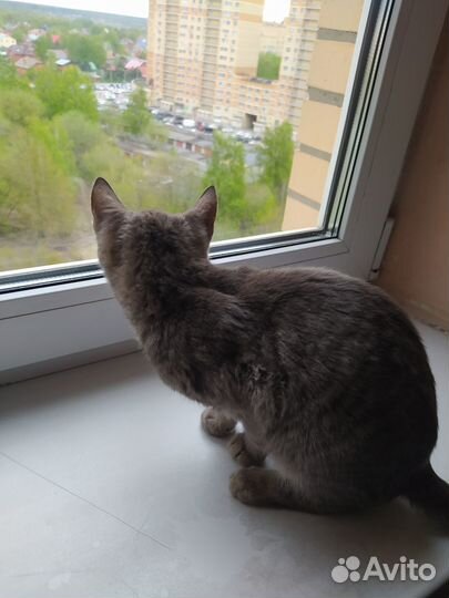Европейская кошка