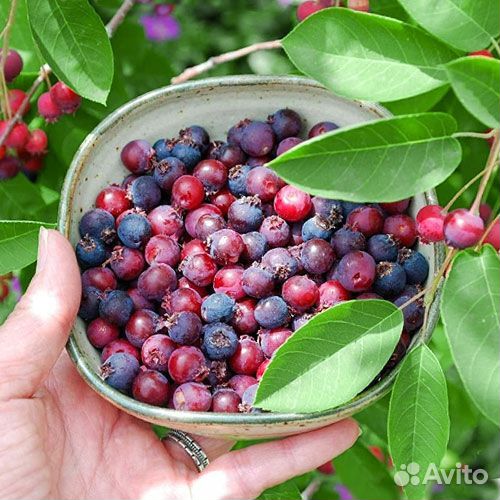 Варенье ирга клюква 19