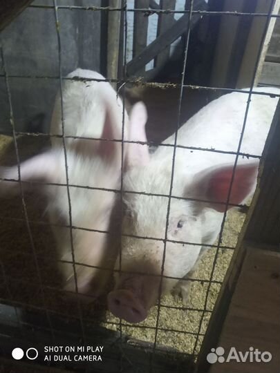 Поросята ландрас дюрок