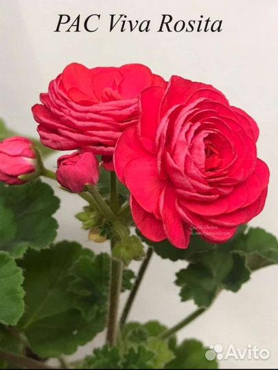 Герань пеларгония