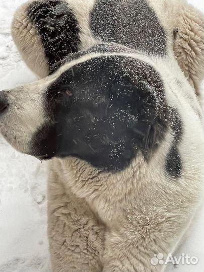 Сао алабай вязка