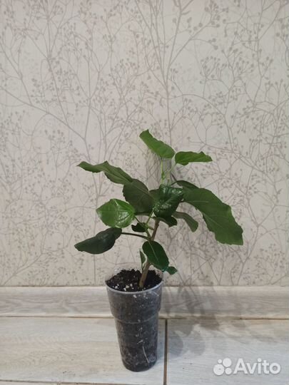 Гибискус Wild Grape