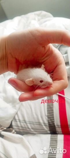 Крысята дамбо