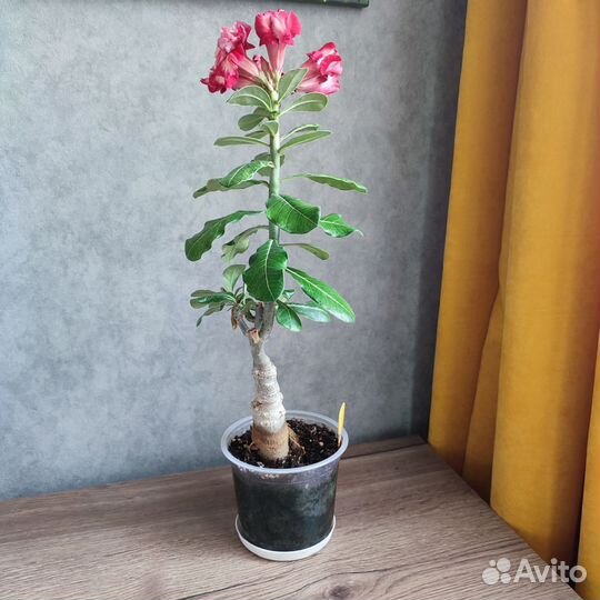 Адениум сорт 