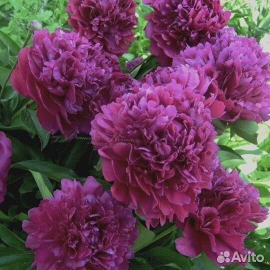 Пионы для посадки