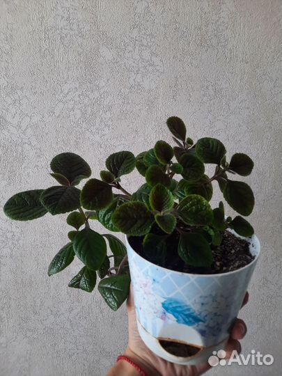 Домашний цветок