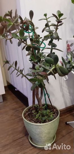 Крассула толстянка