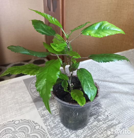 Гибискус Купера(комнатные растения,цветы)