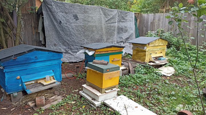 Пчелы улья пасека