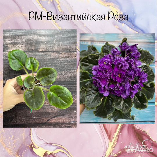 Детки сортовых фиалок