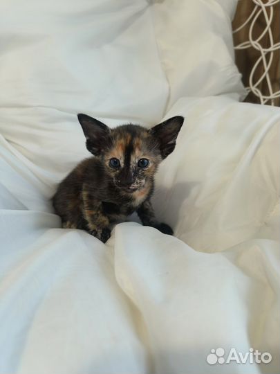 Ориентальная