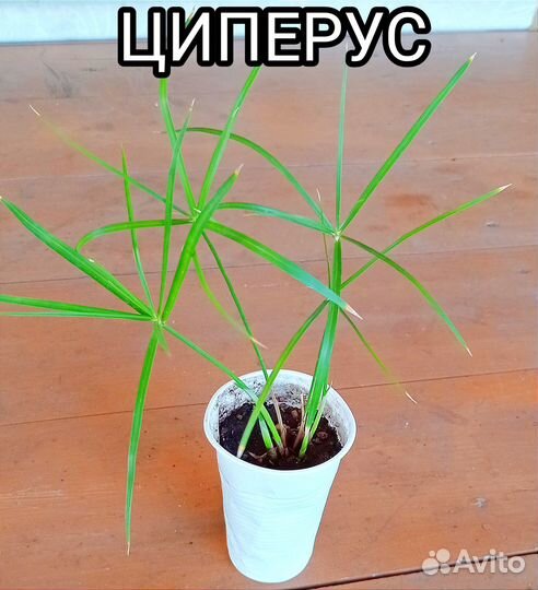 Комнатные растения цветы